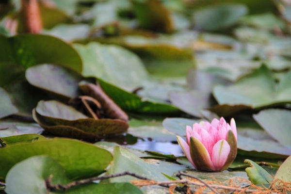 lily pad download